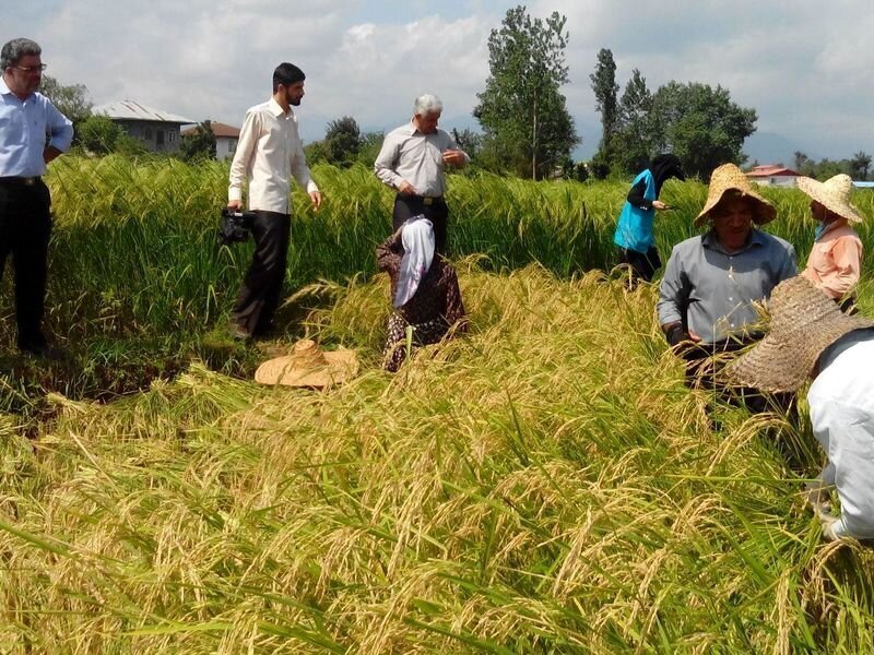 Annual rice production seen to rise 20%