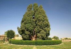 Iran preparing to get 4,500-year-old cypress on UNESCO list