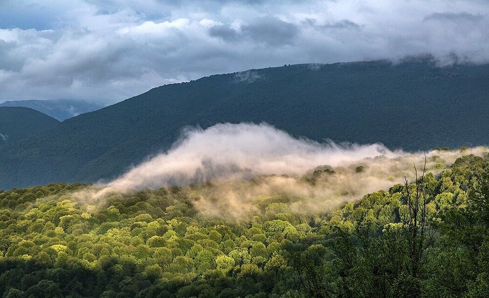 Hyrcanian Forests World Heritage registration anniversary celebrated