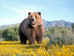 Extinction alarm raised for Persian bears