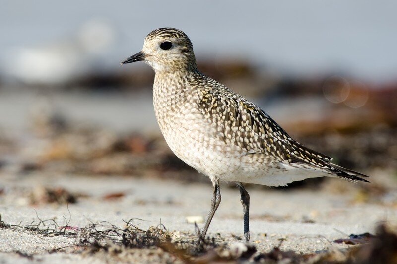 New bird species recorded in Chaharmahal-Bakhtiari wetlands
