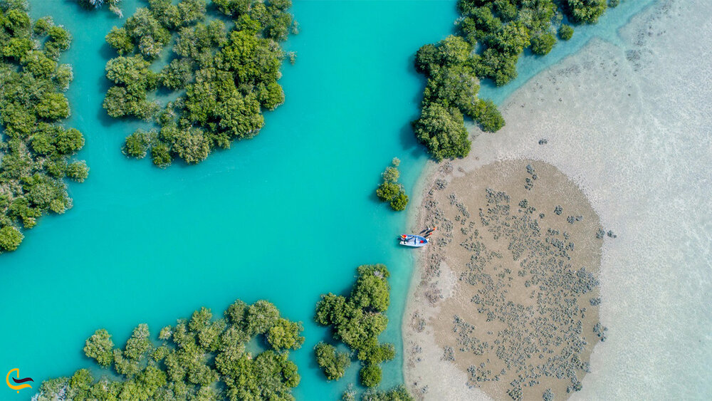 Mangrove forests