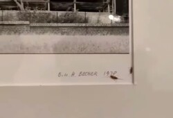 Two silverfish can be seen on a photo by German conceptual photographer Hilla Becher at the Tehran Museum of Contemporary Art.