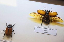 Over 20,000 invertebrates on display at biodiversity museum