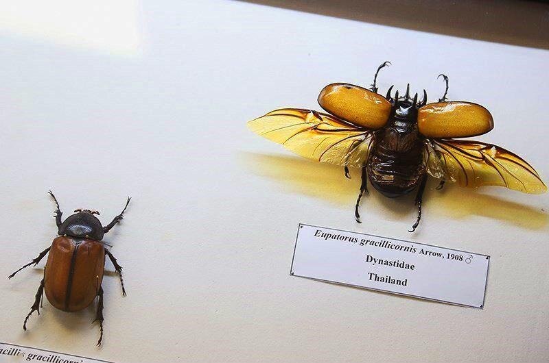 Over 20000 invertebrates on display at biodiversity museum - Tehran Times
