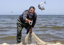 Fishery museum to be established in Gilan
