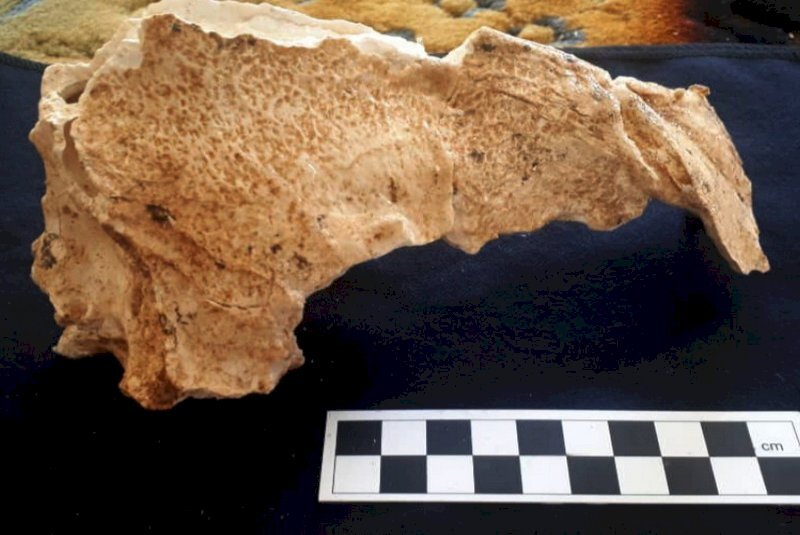 cave hyena remains