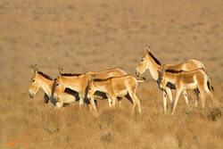 Captive breeding saves endangered Persian zebras