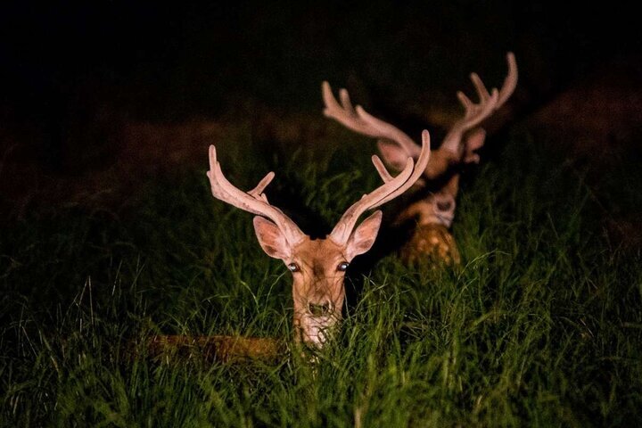 Law on protection, sustainable exploitation of wildlife