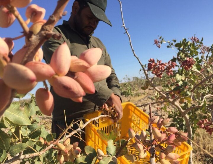 pistachios