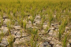 paddy fields