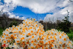 daffodil fields