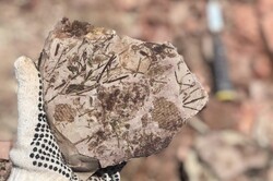 Fossil site discovered east of Tehran