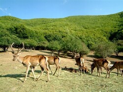 Ardabil protected, hunting prohibited areas measure 500,000 hectares