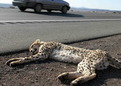 Roads against wildlife