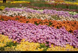 chrysanthemum festival