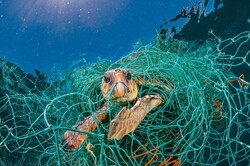 Threats to aquatic life: from waste to illegal fishing