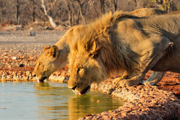 Drought, habitat destruction jeopardizing wildlife