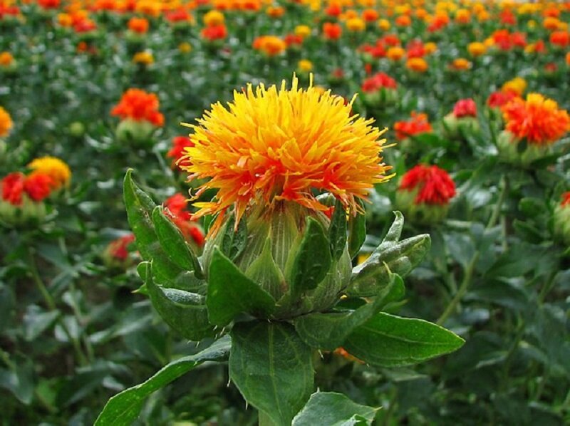Safflower festival
