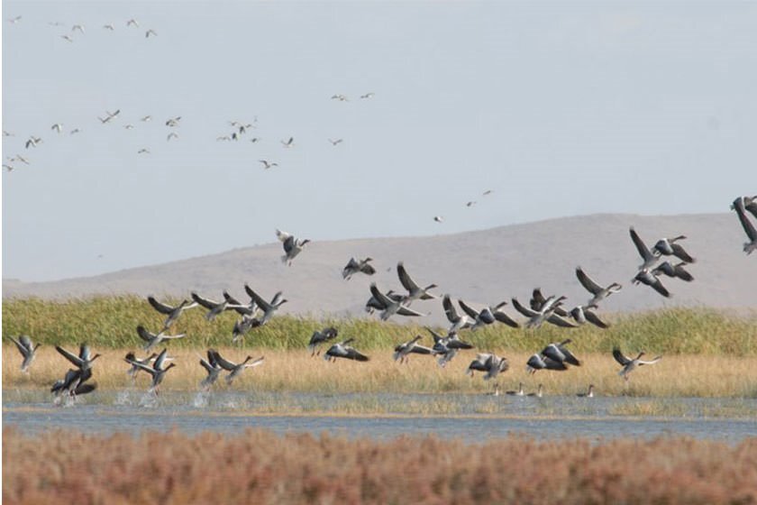 Mahabad Dam to revive Kani Barazan wetland