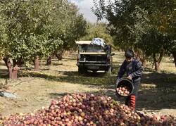 “The Apple Day” by Iranian director Mahmud Ghaffari.