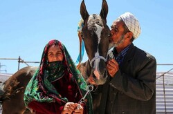 Turkmen horse festival