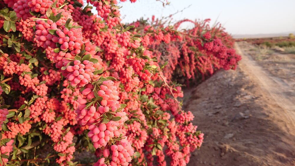 Agritourism farms