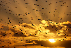 Bird migration season and three environmental challenges