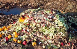 Annual food waste at 35m tons in Iran