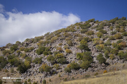 Community forestry plan aims to help preserve Zagros forest