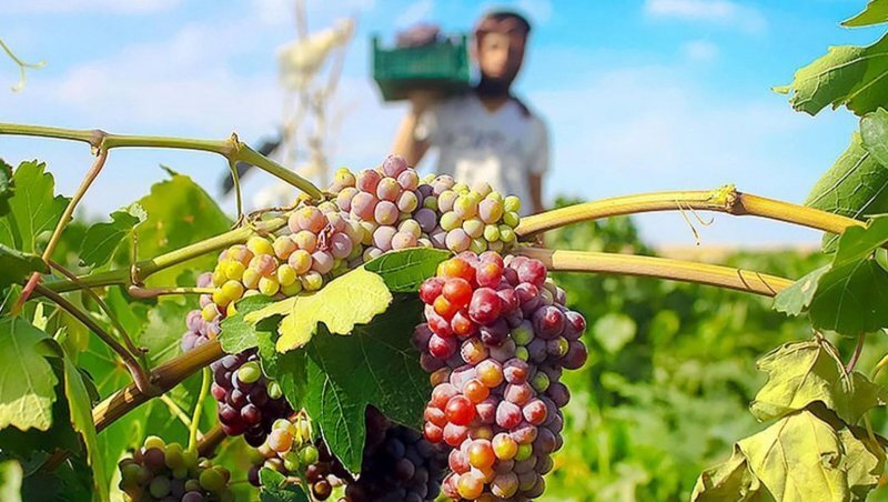 Grape festival