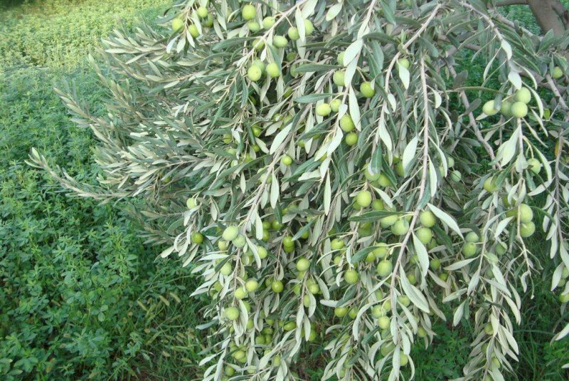 Zanjan to host national olive festival