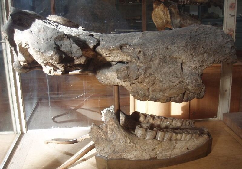 Emerging destinations: Maragheh fossil paradise