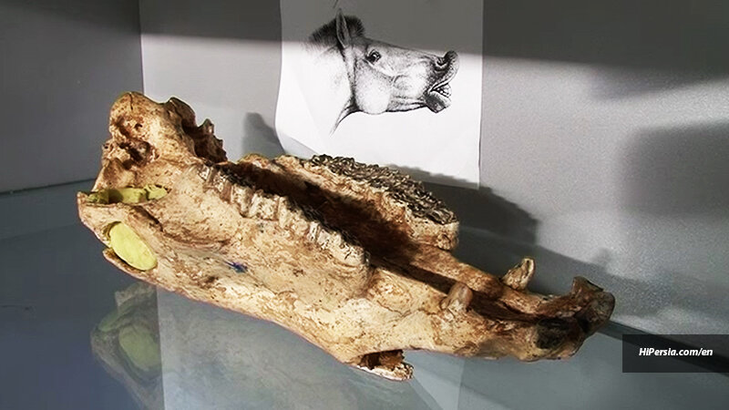 Emerging destinations: Maragheh fossil paradise