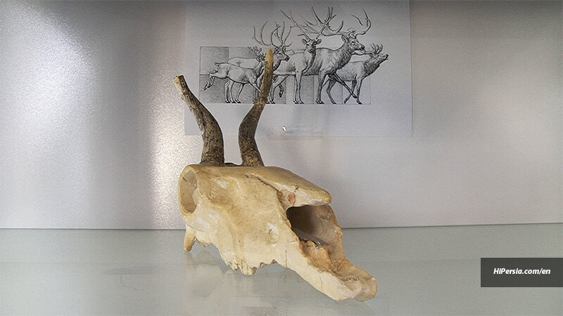 Emerging destinations: Maragheh fossil paradise
