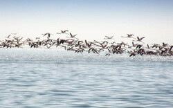 migratory birds