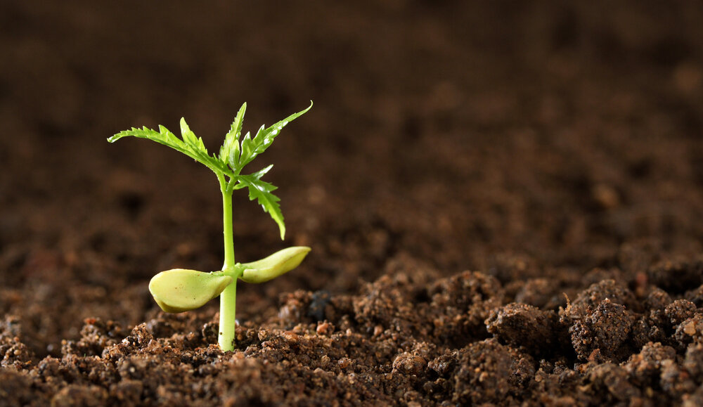 Bushehr to host World Soil Day conference