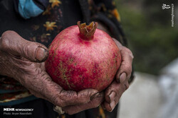 Pomegranate and its great reverence in Persian culture