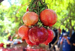 Pomegranate festival