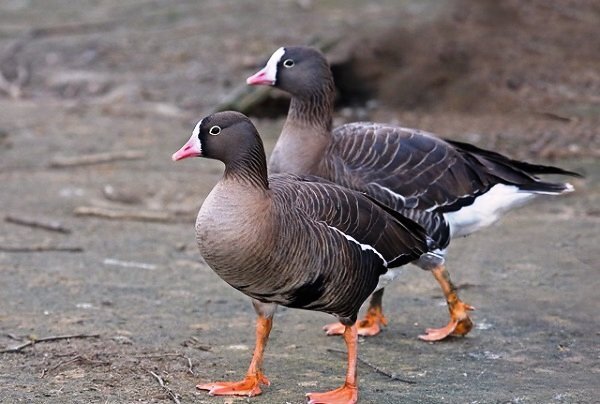 Gandoman intl. wetland hosts new bird species