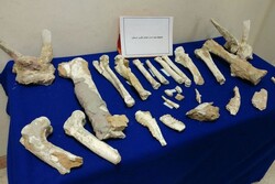 Lorestan fossils date seven million years, official says