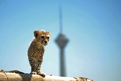 Two cheetah cubs found in Turan National Park