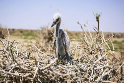 Hamoun wetland’s dryness has changed wintering season: official