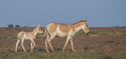 Turan hosting 175 endangered Persian zebras