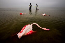 “The Bitter Death of Birds” brought Mehdi Mohebbipur the 2022 Environmental Photographer of the Year award.