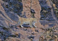 Eight Persian leopards spotted in northeastern Iran