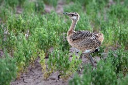 Rich fauna of Iran endangered