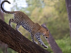 DOE seeks to restore Persian leopard habitats