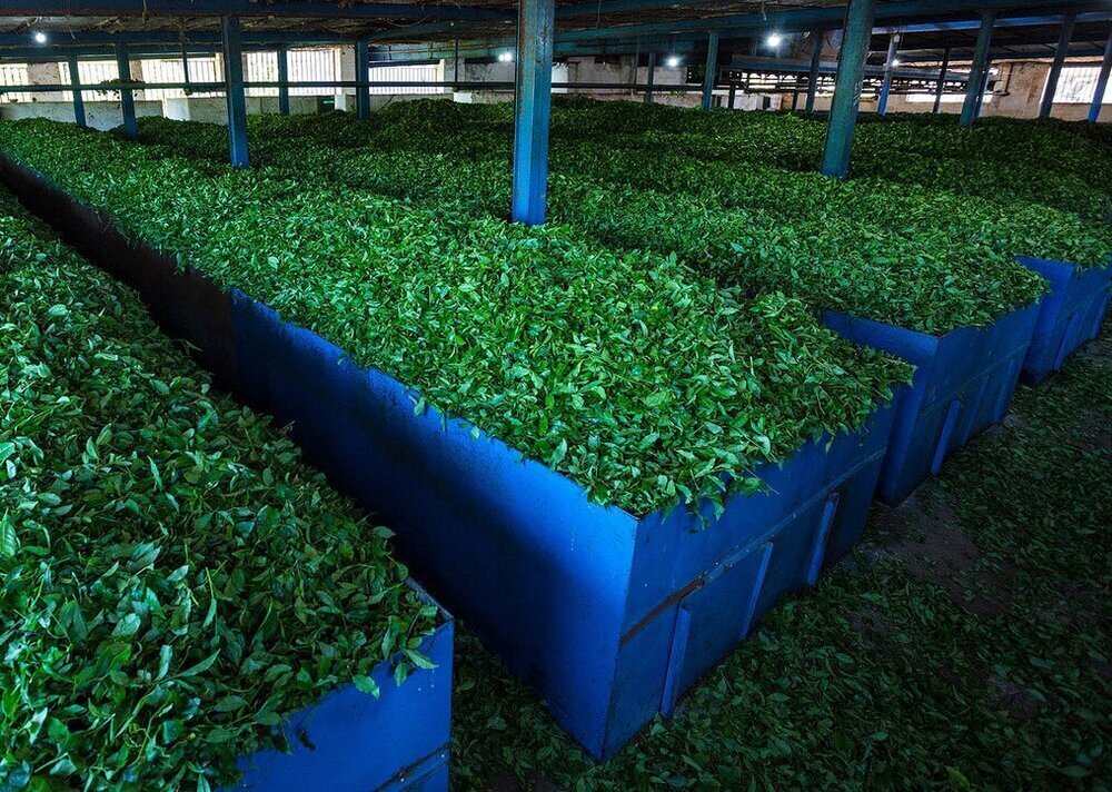 Tea export