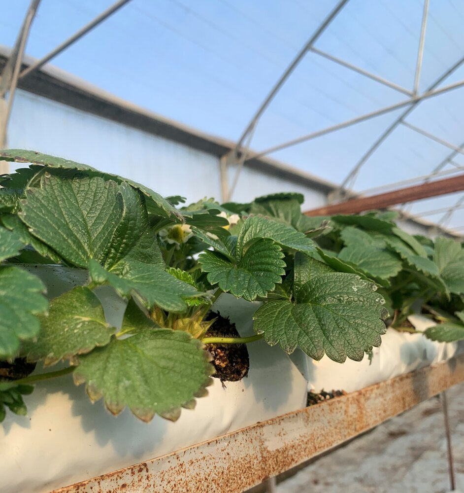 greenhouse